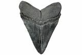 Serrated, Fossil Megalodon Tooth - South Carolina #310061-1